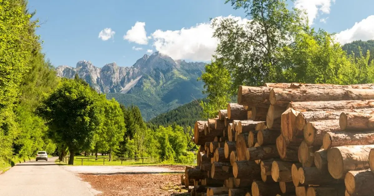 Image for sustainability-without-compromise-timber-built-for-the-future